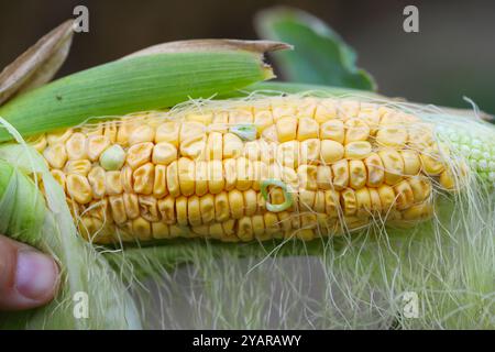 Maiskolben mit keimenden Kernen noch auf dem Feld. Korn sprießt auf einem Erntegutfeld. Ertragsverluste. Stockfoto