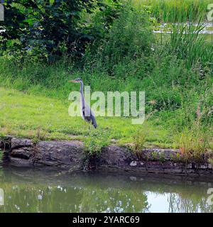 Heron - Graureiher - (Ardea cinerea) am Kennett & Avon Kanal bei Devizes. Vom Juli 2024. Sommer. Stockfoto