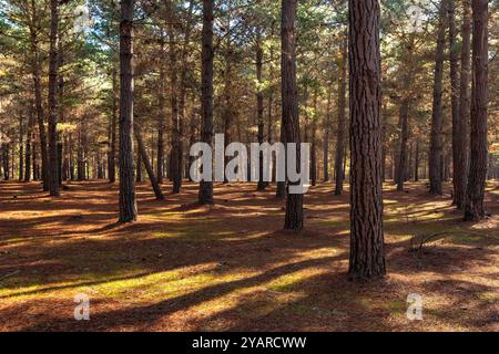 Hohe Bäume schaffen eine ruhige Atmosphäre in einem Wald in Quintay in der Region Valparaiso, wo goldenes Sonnenlicht durch die Äste strömt. Stockfoto