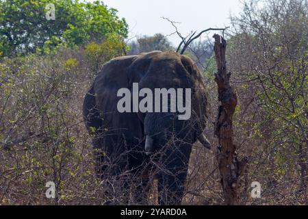 Alter afrikanischer Bullenelefant (Loxodanta africana) allein mit gebrochenen Stoßzähnen auf dem Kruger National Park Tierfoto Stockfoto