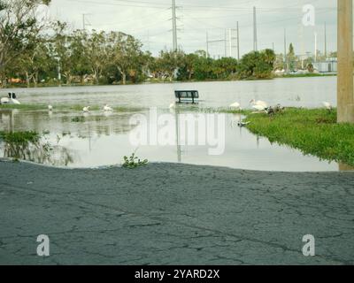 Blick auf überfluteten Parkplatz auf mehrere amerikanische weiße ibis Eudocimus albus. Überflutete Parkbank in der Mitte. Grünes Gras an den Seiten und ein P Stockfoto