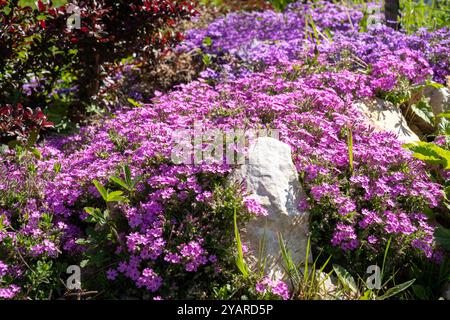 Phlox subulata Blüten im Steingarten Stockfoto