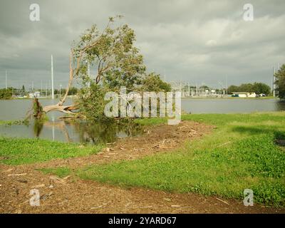 Blick auf überfluteten Parkplatz auf mehrere amerikanische weiße ibis Eudocimus albus. Entwurzelter Baum rechts. Grünes Gras an den Seiten und ein Power-U-Boot Stockfoto