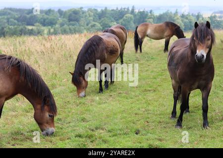 Große Gruppe wilder Exmoor-Ponys auf einer Wiese Stockfoto