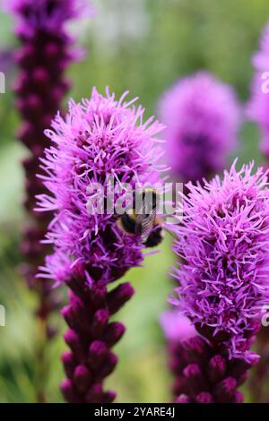 Hummeln auf tiefrosa Spitzen von Liatris in einem Garten Stockfoto