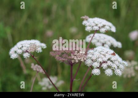 Nahaufnahme der wilden angelica-Blumen Stockfoto