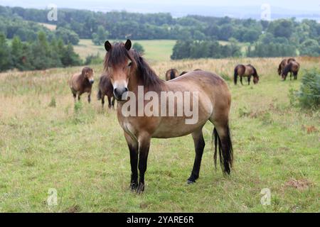 Große Gruppe wilder Exmoor-Ponys auf einer Wiese Stockfoto