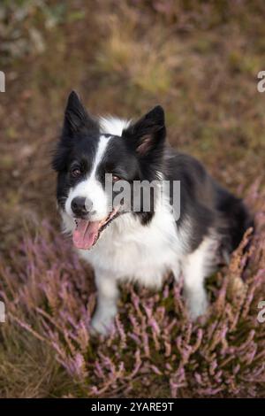 Vertikales Porträt des lächelnden Border Collie in Heidekraut. Flache Tiefe des Feldes des des glücklichen Schwarzen und Weißen Hundes in der Natur. Stockfoto