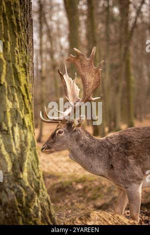 Seitenporträt von gemeinem Brachhirsch im Wald. Vertikales Profil von Furry Brown Buck im Herbst Tschechien. Stockfoto