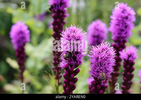 Hummeln auf tiefrosa Spitzen von Liatris in einem Garten Stockfoto