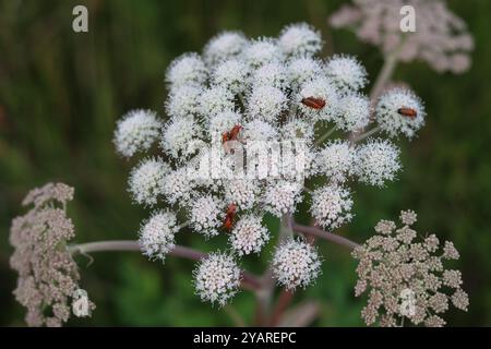 Nahaufnahme der wilden angelica-Blumen Stockfoto