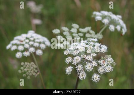 Nahaufnahme der wilden angelica-Blumen Stockfoto