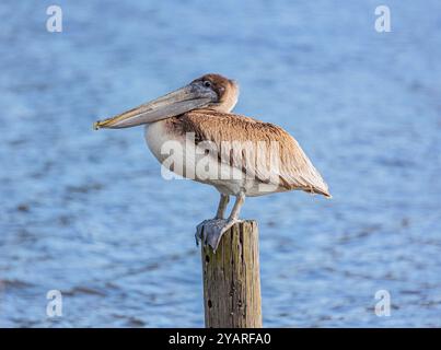 Juveniler brauner Pelikan (Pelecanus occidentalis) auf einem Holzstapel in Alabama, USA Stockfoto