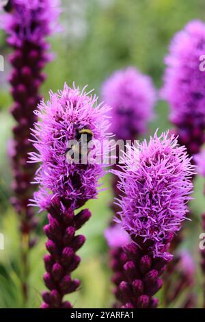 Hummeln auf tiefrosa Spitzen von Liatris in einem Garten Stockfoto