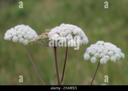 Nahaufnahme der wilden angelica-Blumen Stockfoto