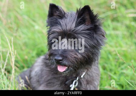 Porträt eines Cairn Terriers auf einem Hundegang Stockfoto