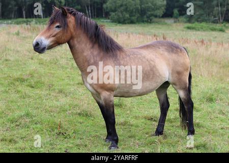 Exmoor Pony steht auf einer Wiese Stockfoto