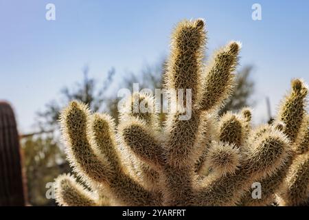 Nahaufnahme eines Teddybären cholla (Cylindropuntia bigelovii) Kaktus im White Tank Mountain Regional Park in Phoenix, Arizona, USA Stockfoto