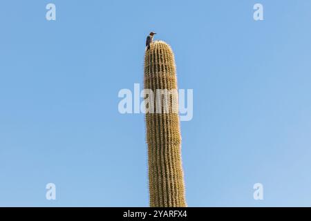 Gila Woodpecker (Melanerpes uropygialis) thront auf einem Saguaro (Carnegiea gigantea) Kaktus im White Tank Mountain Regional Park in Phoenix, Arizon Stockfoto