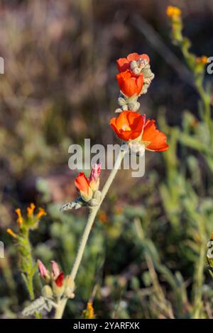 Nahaufnahme einer blühenden Wüstenkugel-Malve (Sphaeralcea ambigua)-Pflanze im White Tank Mountain Regional Park in Phoenix, Arizona, USA Stockfoto