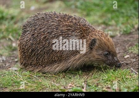 Igel, Nahaufnahme mit Gras Stockfoto