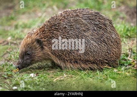 Igel, Nahaufnahme mit Gras Stockfoto