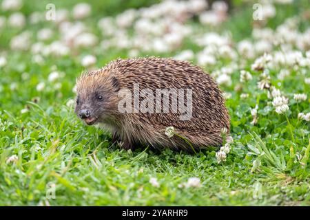 Igel, Nahaufnahme mit Gras Stockfoto