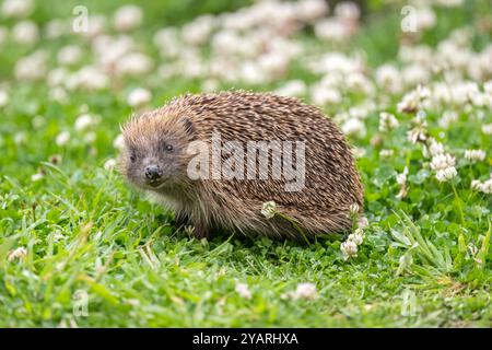 Igel, Nahaufnahme mit Gras, der nach vorne blickt Stockfoto