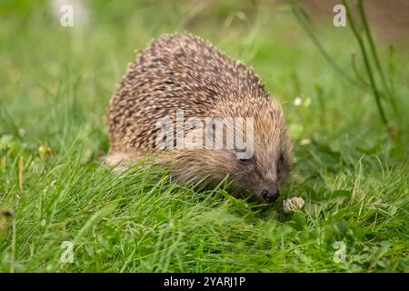 Igel, Nahaufnahme mit Gras Stockfoto