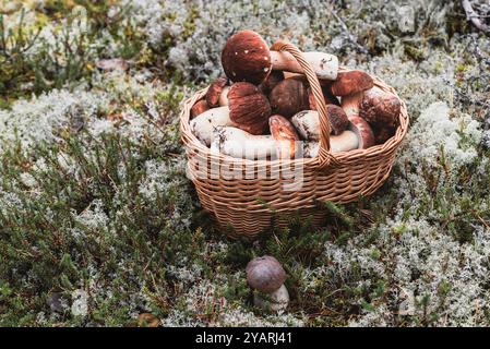 Korb aus Weidenholz mit Pinienkreuzen oder Pinienholz-Königsboleten (Boletus pinophilus) auf dem moosigen Boden im Wald. Stockfoto