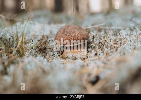 Pilzpilz Boletus pinophilus, auch bekannt als Pinienbolete oder Pinienholz Königsbolete, die im Wald wächst. Stockfoto