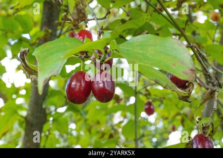 Rote Cornels sind köstlich und gesund. Stockfoto