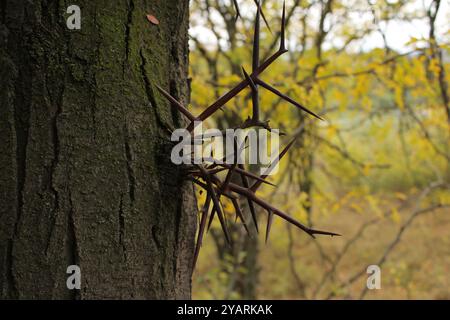 Die dornigen Spitzen des Baumes beeindrucken durch ihre Zähigkeit, ragen aus dem Stamm hervor und heben die natürliche Schönheit der Pflanze hervor. Stockfoto