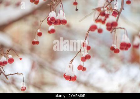 Kleine rote Äpfel im Schnee im Winter, kaltes, frostiges Wetter Stockfoto