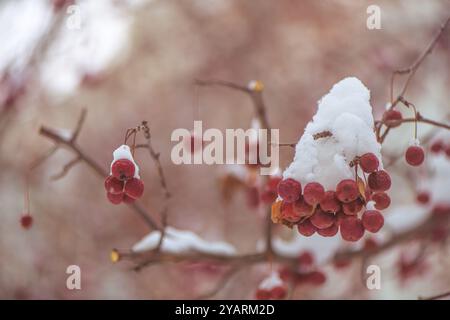 Kleine rote Äpfel im Schnee im Winter, kaltes, frostiges Wetter Stockfoto