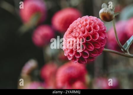 Rosafarbene Dahlienblumenkopf-Nahaufnahme Stockfoto