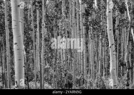 Schwarzweißbild eines Aspen Grove bei Tulluride, CO. Stockfoto