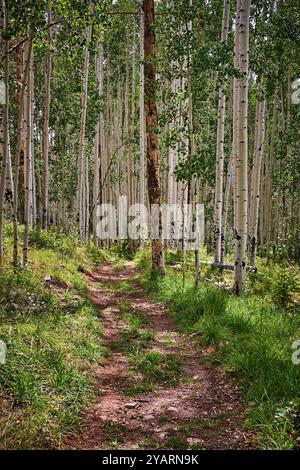 Pfad durch einen Aspen Grove bei Tulluride, CO. Stockfoto