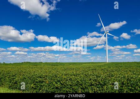 Windturbinen stehen über einem Feld von Sojabohnenpflanzen in Missouri. Stockfoto