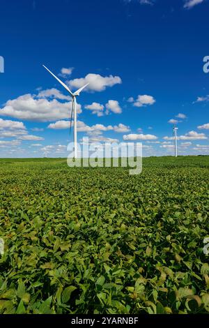 Windturbinen stehen über einem Feld von Sojabohnenpflanzen in Missouri. Stockfoto