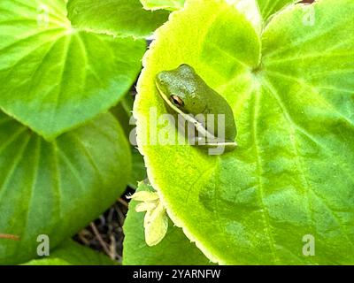 Der einheimische amerikanische grüne Baumfrosch auf dem Blatt po A Begonienpflanze am Ponte Vedra Beach, Florida Stockfoto