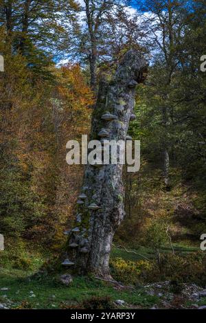 Tote Buche, die von dem lignikolösen Pilz angegriffen wird, mit der charakteristischen Form eines Pferdehufes, der sowohl als Parasit als auch als Saprophyt wirkt, V Stockfoto