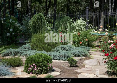 Erstaunliche Gartenarbeit mit roten, rosa und gelben Rosen (Rosensträucher) und Nadelbäumen (Sträucher) Stockfoto