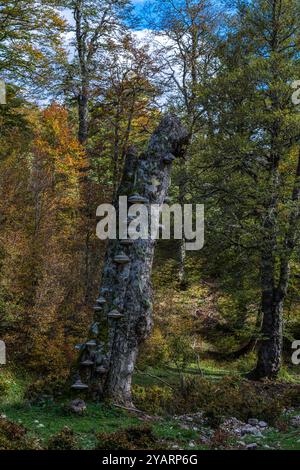 Tote Buche, die von dem lignikolösen Pilz angegriffen wird, mit der charakteristischen Form eines Pferdehufes, der sowohl als Parasit als auch als Saprophyt wirkt, V Stockfoto