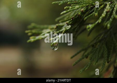 Ein Tropfen Wasser, der aus einem Thuja-Blatt fällt, sieht aus wie ein winziger Diamant, der auf dem grünen Laub gefangen ist. Stockfoto