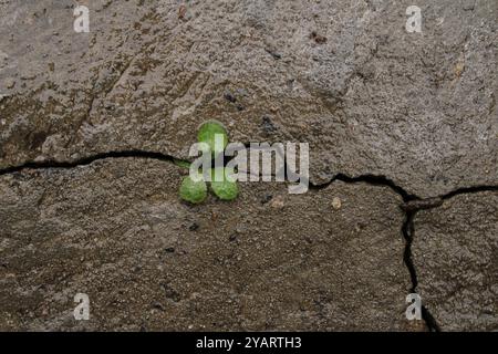 Die kleine Pflanze, die aus einem Riss im Beton wächst, ist ein Symbol für Widerstandsfähigkeit und die Stärke der Natur. Stockfoto