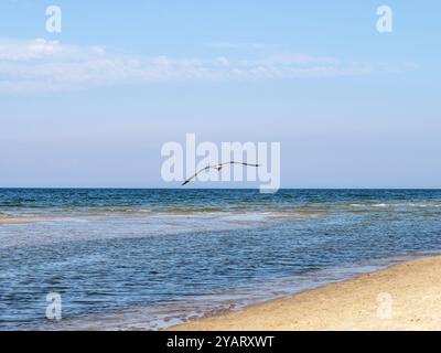 Eine Möwe vor einem blauen Himmel, die auf das offene Meer zufliegt. Gelber Strandsand sichtbar. Schönes, sonniges Wetter. Stockfoto