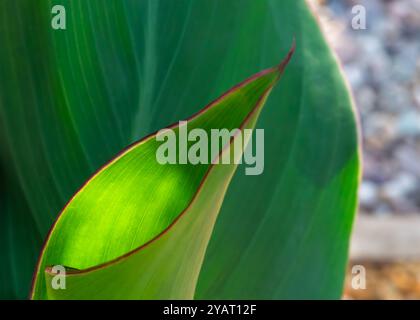 Großes, glänzendes grünes Blatt mit zarten roten Kanten und sichtbaren Adern, hervorgehoben durch Sonnenlicht, vor einem sanft verschwommenen natürlichen Hintergrund. Stockfoto
