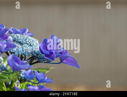 Leuchtende Nahaufnahme von blau-violetten Hortensie-Blüten mit zarten Lacecap-Blüten, die vor einem weichen, verschwommenen Hintergrund stehen und die Schönheit und das Innere betonen Stockfoto