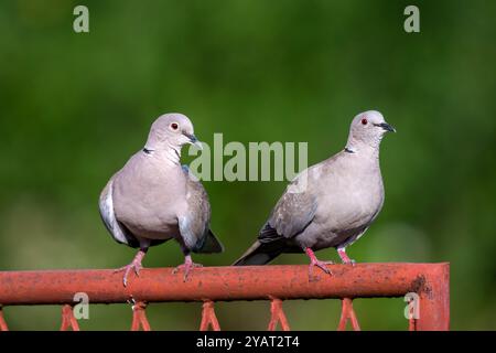 Zwei eurasische Tauben (Streptopelia Decocto) auf dem rustikalen Metallzaun. Stockfoto